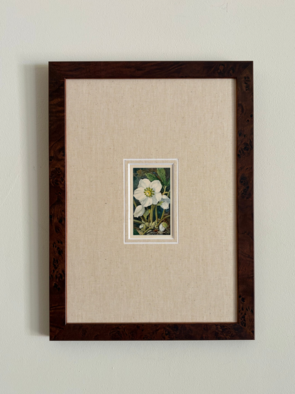 Antique Helleborus niger white flower print in teak frame