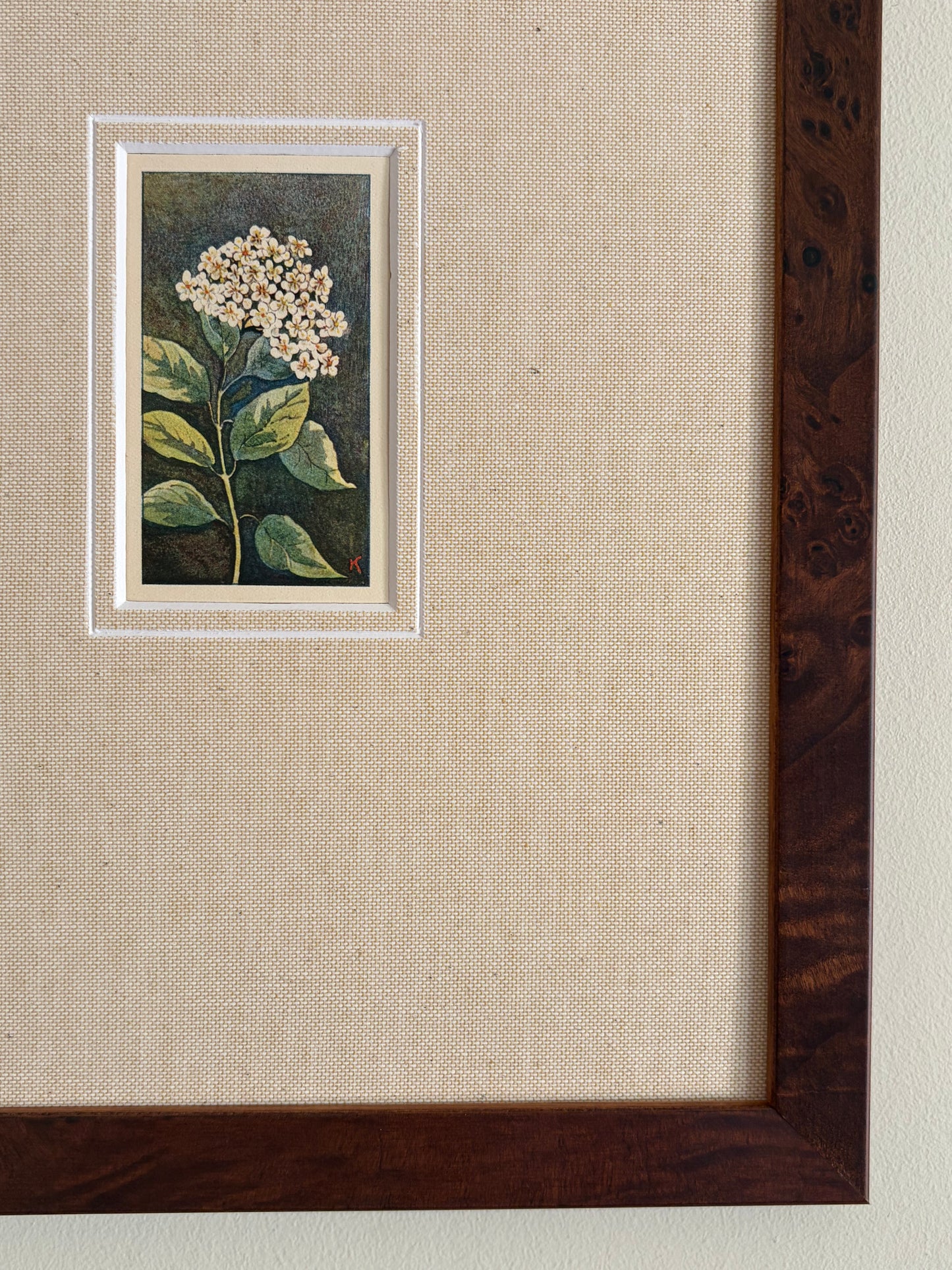 Antique viburnum tinus white flower print in teak frame