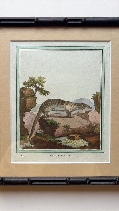 Bamboo style framed antique animal engraving, 1770